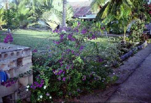 db000065.jpg