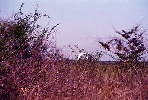 ff000062.jpg