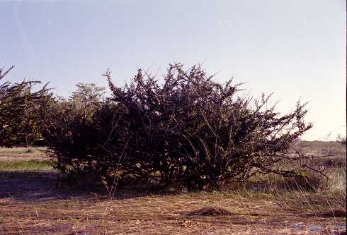ff000076.jpg