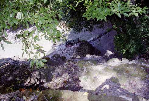 ff000115.jpg