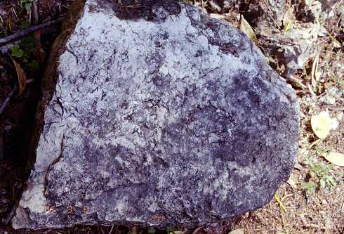 ff000325.jpg