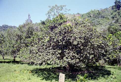 ff000509.jpg