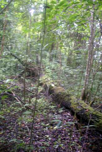 fg000062.jpg