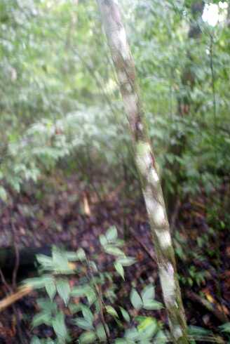 fg000068.jpg