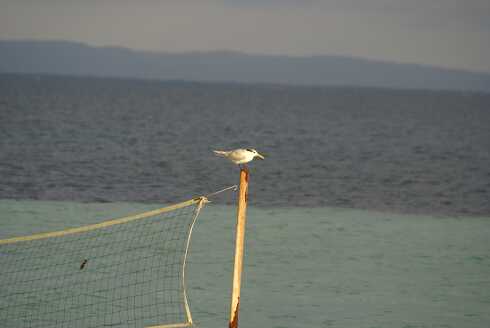 fg000916.jpg