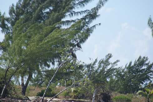 fg000965.jpg