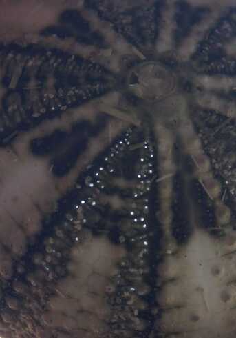 fg000969.jpg