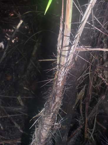 od000092.jpg