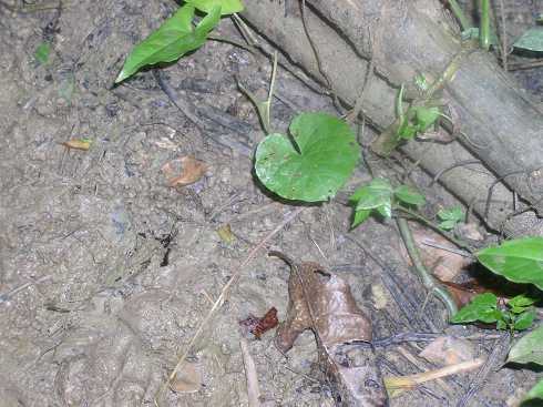 od000106.jpg