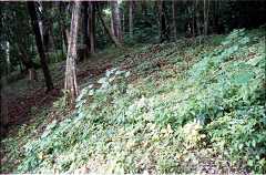 fd000018.jpg