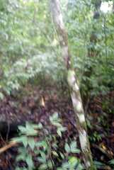 fg000068.jpg