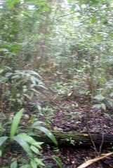 fg000069.jpg